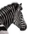 Investec Private Bank logo
